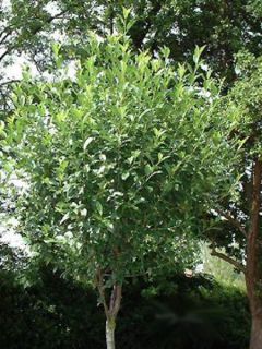 Prunus eminens Umbraculifera - Cerisier du Japon boule