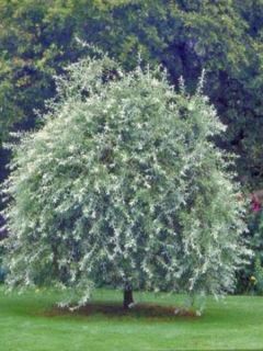 Pyrus salicifolia Pendula - Poirier pleureur à feuilles de saule