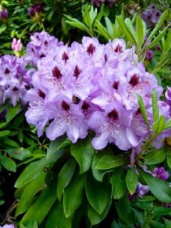 Rhododendron  'Blue jay'