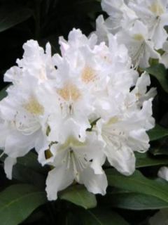 Rhododendron  'Cunningham's White'