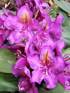 Rhododendron  'Marcel Menard'