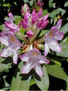 Rhododendron ponticum Roseum