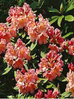 Rhododendron  'Tortoiseshell Orange'