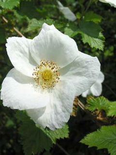 Rubus Benenden - Ronce d'ornement.
