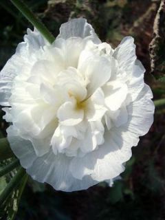 Rose trémière - Alcea rosea Chater's Double Blanc