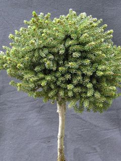 Sapinette d'Orient - Picea orientalis Jewel
