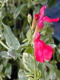 Sauge, Salvia microphylla Caramba