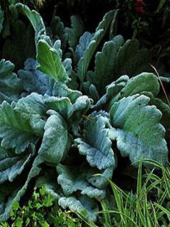 Sauge argentée - Salvia argentea 