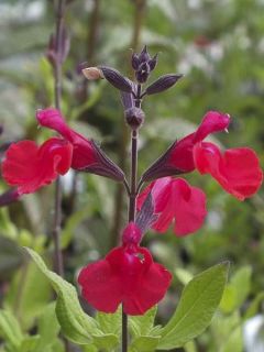 Sauge - Salvia jamensis Flammenn