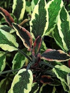 Sauge officinale - Salvia officinalis Tricolor