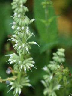 Salvia verticillata Alba - Sauge verticillée à fleurs blanches