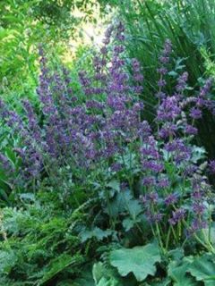 Sauge verticillée - Salvia verticillata Purple Rain
