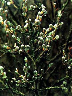 Salix helvetica - Saule de Suisse