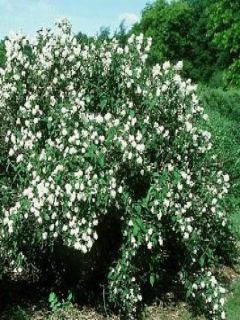 Seringat de Perse 'Bouquet Blanc'