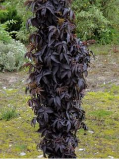 Sureau noir - Sambucus nigra Black Tower