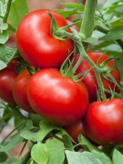 Tomate Previa F1 - Solanum lycopersicum 