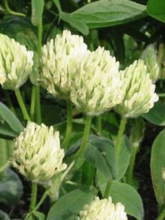 Trifolium ochroleucon - Trèfle beige