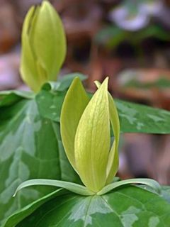 Trillium luteum - Trille à fleurs jaunes