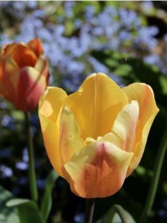 Tulipe triomphe Apricot Foxx