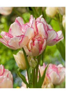 Tulipe Double Belicia