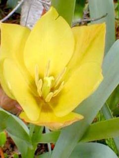 Tulipe botanique 'Batalinii Bright Gem'