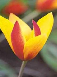 Tulipe botanique 'Chrysantha'
