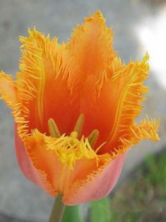 Tulipe dentelles 'Lambada'