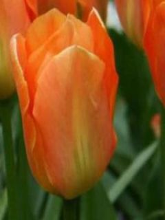 Tulipe Fosteriana Orange Emperor