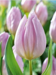 Tulipe simple hative Candy Prince