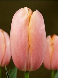 Tulipe Triomphe Menton