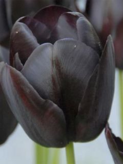 Tulipe Darwin Reine De La Nuit