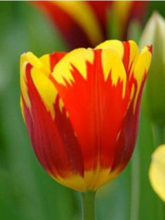 Tulipe Triomphe Helmar