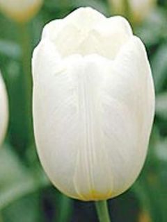 Tulipe Triomphe Pays-Bas
