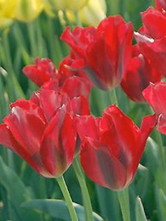Tulipe Viridiflora Red Spring Green
