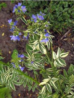 Polemonium caeruleum Brise d'Anjou - Valériane grecque
