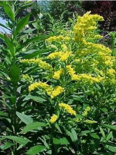 Solidago Gold King - Verge d'or