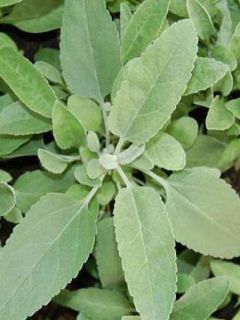 Veronique Silbersee - Veronica spicata subsp incana Silbersee