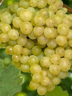 Vigne - Vitis vinifera Evita