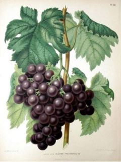 Vigne - Vitis vinifera Frankenthaler