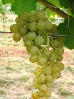 Vigne - Vitis vinifera Himrod