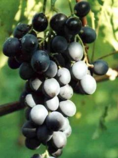 Vigne Muscat de Hambourg - Vitis vinifera