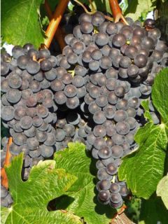 Vigne - Vitis vinifera Muscat Rouge De Madere