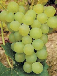 Vigne - Vitis vinifera Ora