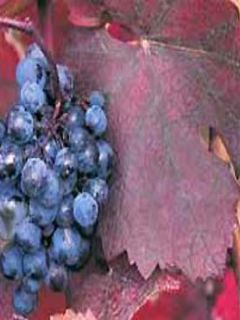 Vigne d'ornement - Vitis vinifera Purpurea