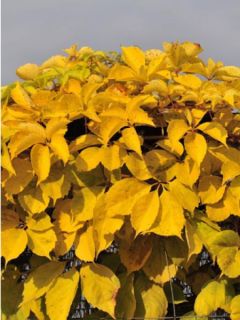 Vigne vierge vraie, Vigne vierge de Virginie - Parthenocissus quinquefolia Yellow Wall
