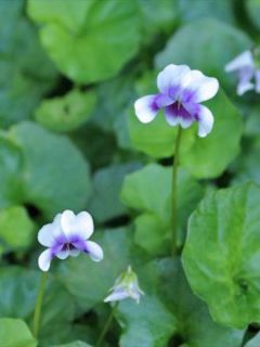 Violette lierre - Viola hederacea