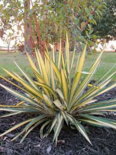 Yucca filamentosa Colour Guard - Yucca filamenteux panaché