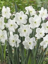 Narcisse 'Small Cupped Pipers End'