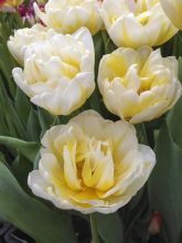 Tulipe 'Flaming Evita'