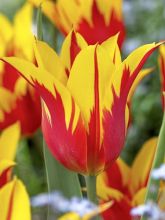 Tulipe fleur de lis 'Fire Wings'
